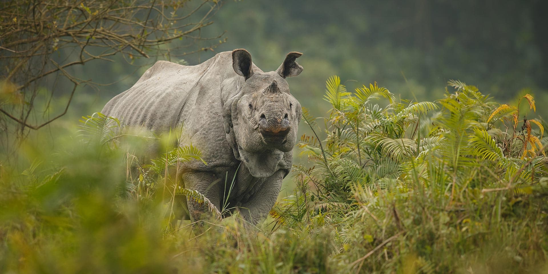 Assam Tour Packages from Mumbai